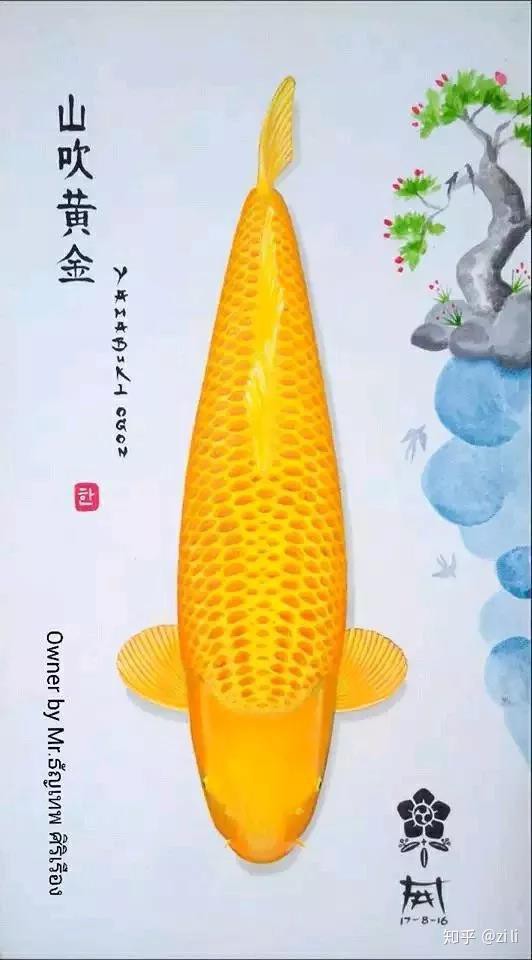 七鯉魚(yú)圖片100張，《七會(huì)，圖片，曾創(chuàng)下單》