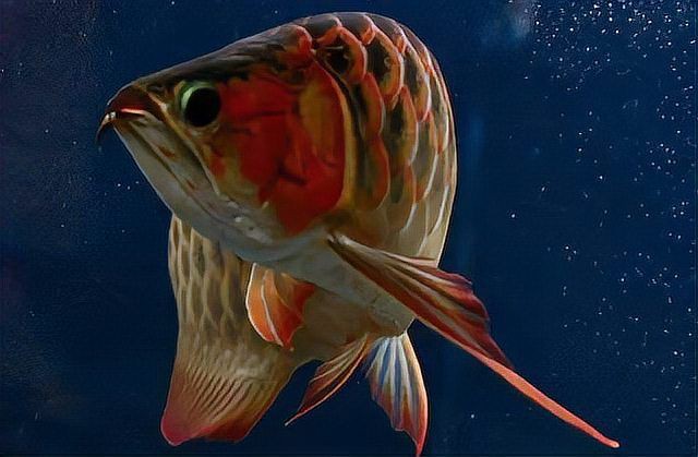 <strong><mark>泗水</mark></strong>紅龍魚品質怎么樣，<strong><mark>泗水</mark></strong>紅龍魚淪品質or眼光的重要性魚之樂全憑運氣