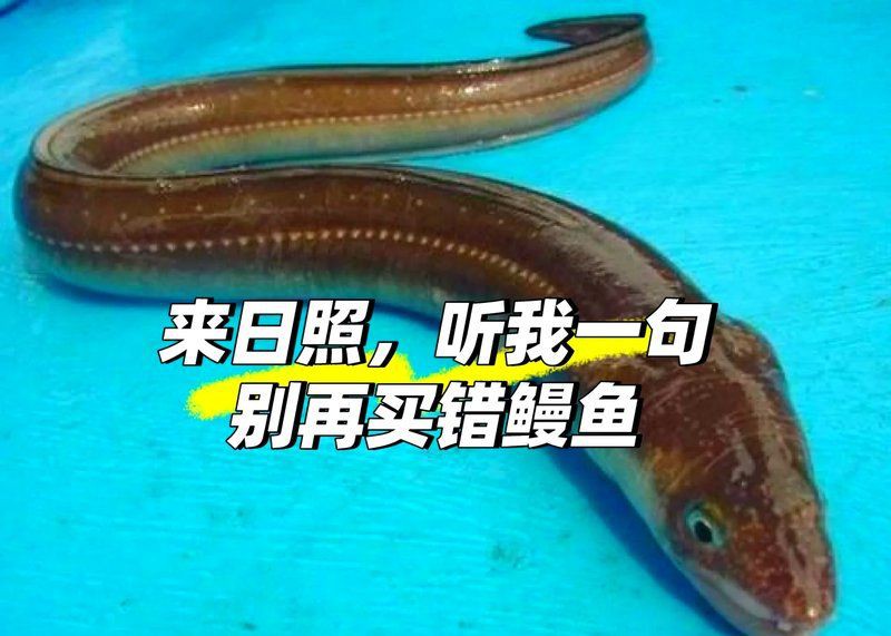 紅勾鉤魚是什么檔次的魚，紅勾鉤魚有哪些品種
