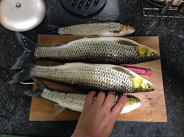 紅勾鉤魚是什么檔次的魚，紅勾鉤魚有哪些品種