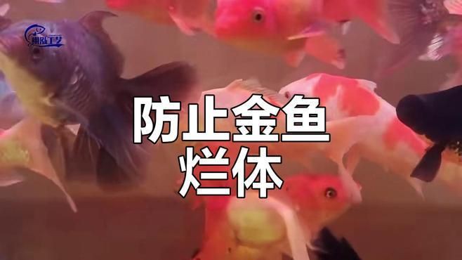 如何預(yù)防金魚再次潰爛？，新手養(yǎng)魚小課堂預(yù)防壞水魚病的方法