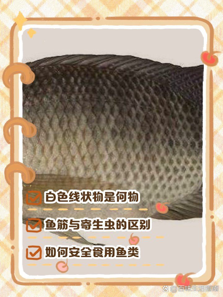 如何鑒別鲅魚體內的寄生蟲和魚筋？，《如何鑒別鲅魚體內的寄生蟲和魚筋》