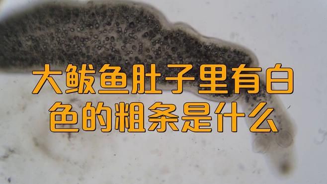 如何鑒別鲅魚體內的寄生蟲和魚筋？，《如何鑒別鲅魚體內的寄生蟲和魚筋》