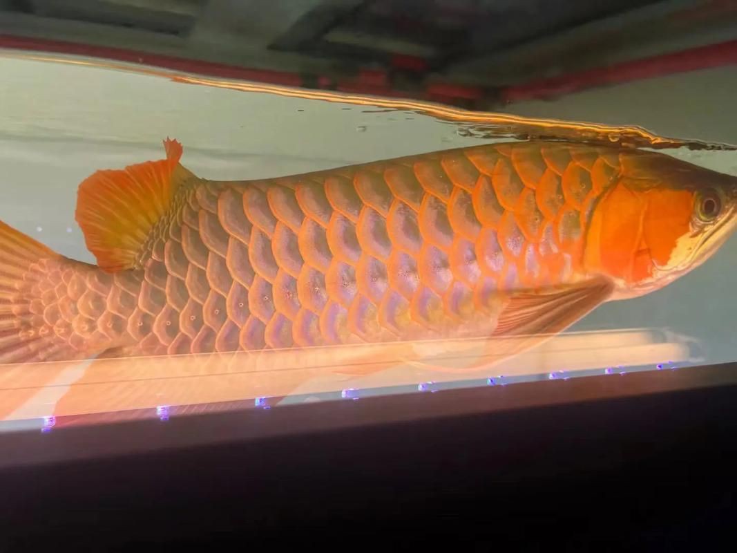 紅龍上色效果展示，養(yǎng)紅龍魚發(fā)色出狀態(tài)攻略紅龍魚發(fā)色出狀態(tài)攻略