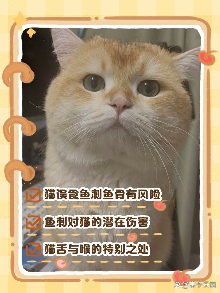 貓把魚刺也吃到肚子里了，貓把魚刺也吃到肚子里了這一情況令人不禁為其健康擔憂