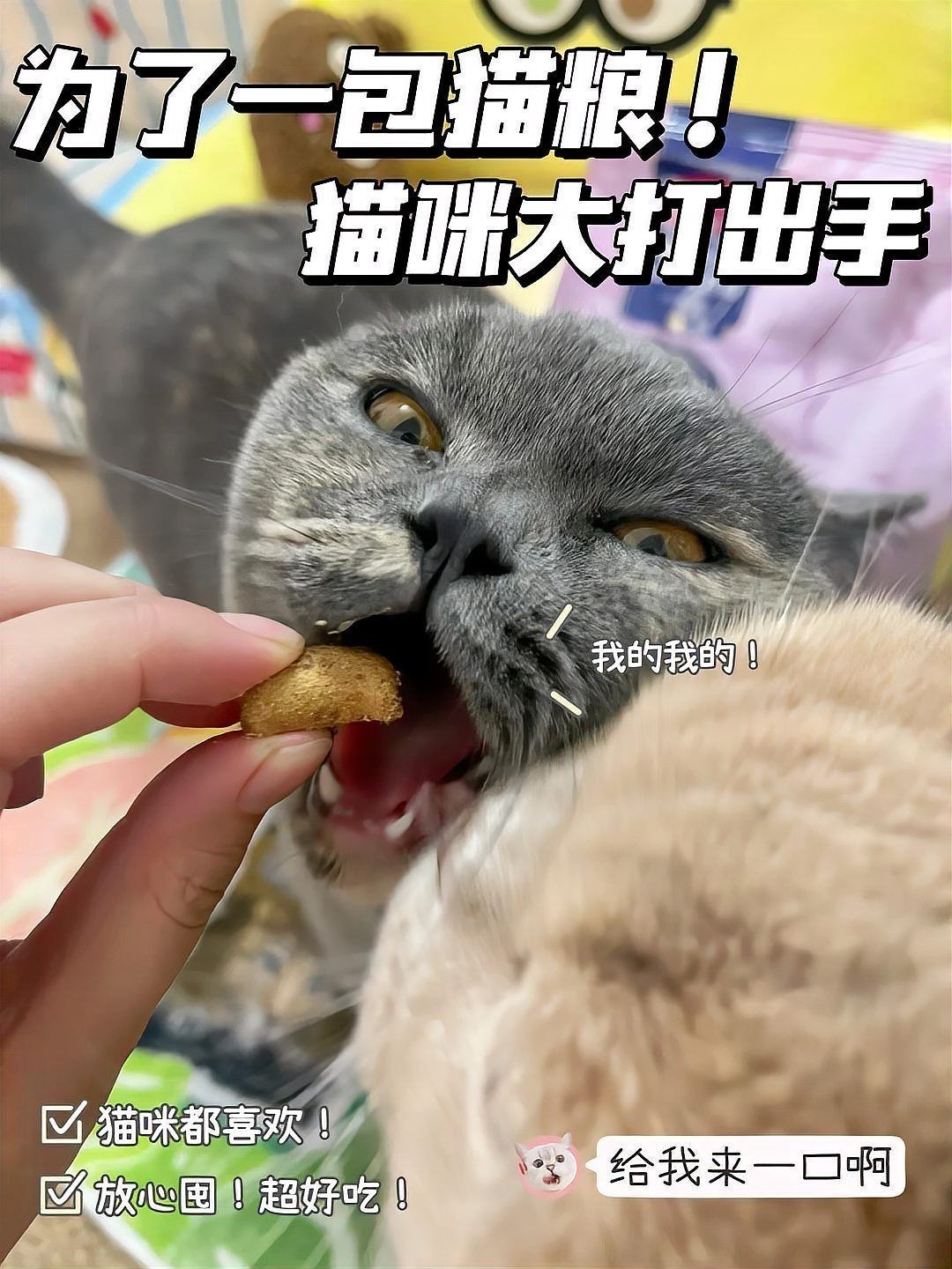 貓把魚刺也吃到肚子里了，貓把魚刺也吃到肚子里了這一情況令人不禁為其健康擔憂