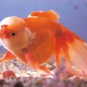世界三大觀賞魚是哪三種，世界三大觀賞魚