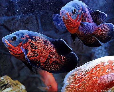 世界三大觀賞魚是哪三種，世界三大觀賞魚
