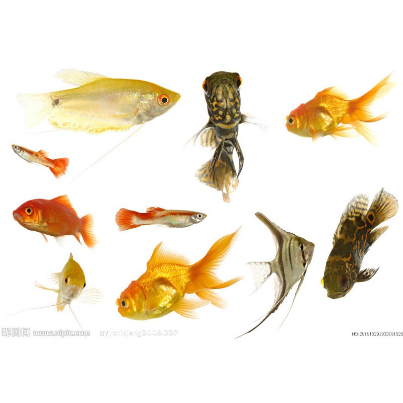 世界三大觀賞魚是哪三種，世界三大觀賞魚