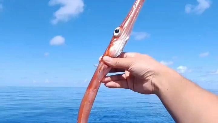 拍照識(shí)魚(yú)，《拍照識(shí)魚(yú)》今日上線“魚(yú)臉識(shí)別”系統(tǒng)微博展開(kāi)