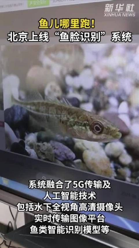 拍照識魚，《拍照識魚》今日上線“魚臉識別”系統微博展開