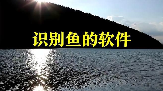 拍照識(shí)魚(yú)，《拍照識(shí)魚(yú)》今日上線“魚(yú)臉識(shí)別”系統(tǒng)微博展開(kāi)