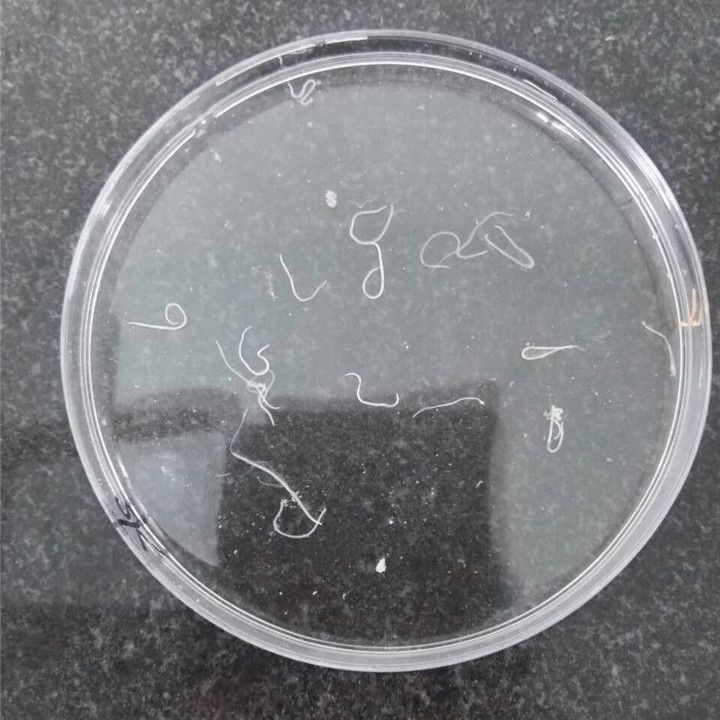 如何區分小瓜蟲和異尖線蟲？，如何區分小瓜蟲和異尖線蟲