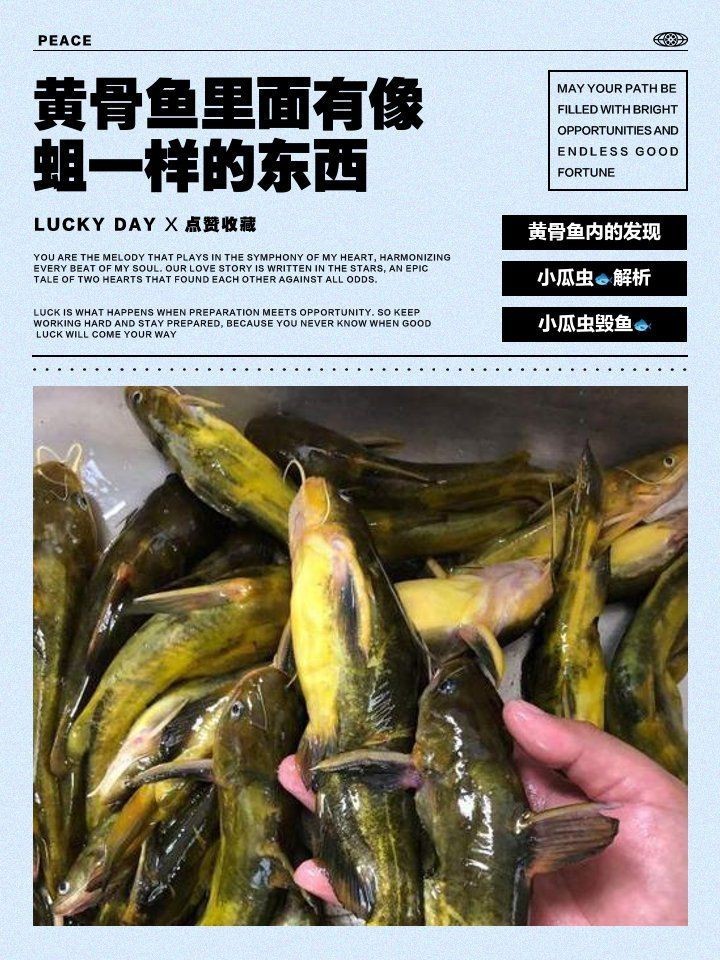 如何區分小瓜蟲和異尖線蟲？，如何區分小瓜蟲和異尖線蟲