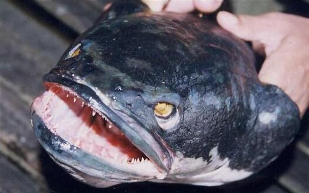 猛魚圖片，猛魚探秘：天生獵手，速戰速決的強者