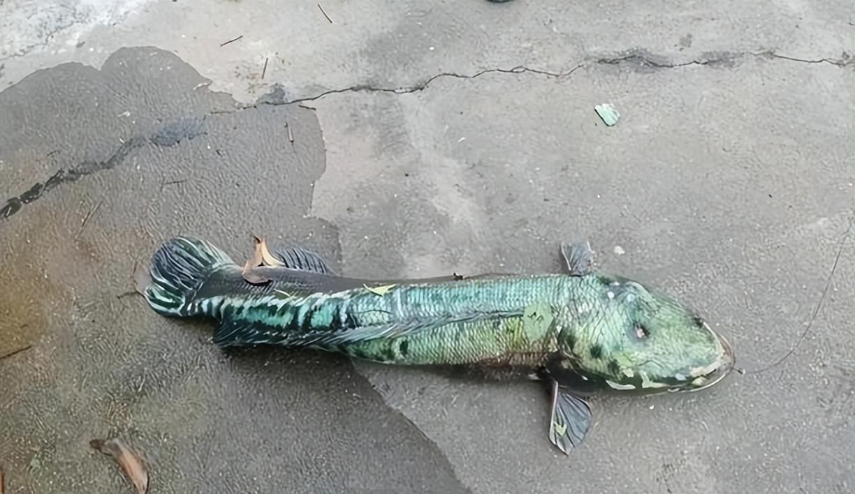 猛魚圖片，猛魚探秘：天生獵手，速戰速決的強者