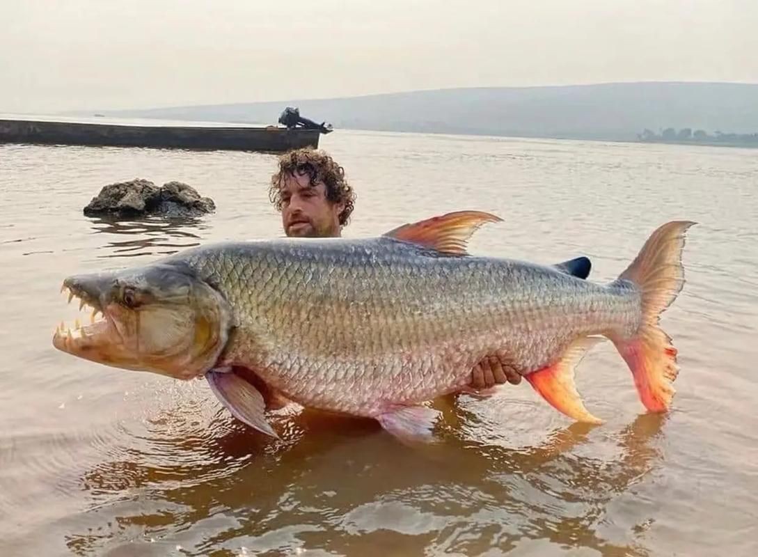猛魚圖片，猛魚探秘：天生獵手，速戰速決的強者