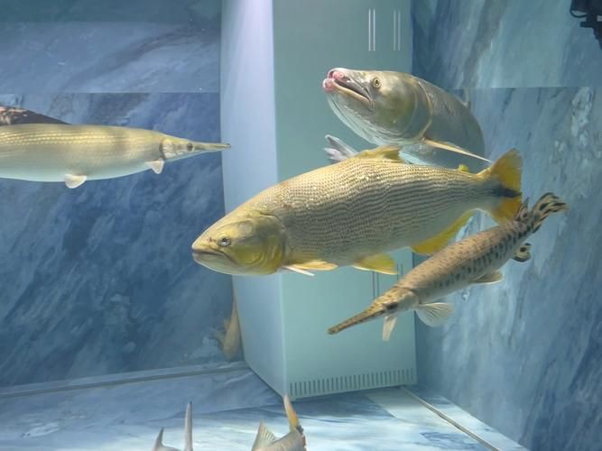 猛魚圖片，猛魚探秘：天生獵手，速戰速決的強者