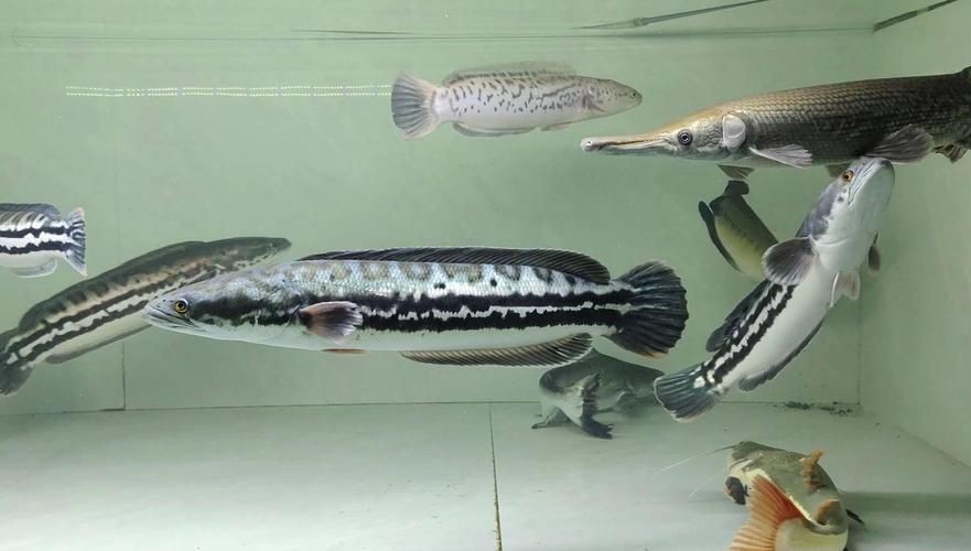 猛魚圖片，猛魚探秘：天生獵手，速戰速決的強者