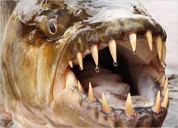 猛魚圖片，猛魚探秘：天生獵手，速戰速決的強者