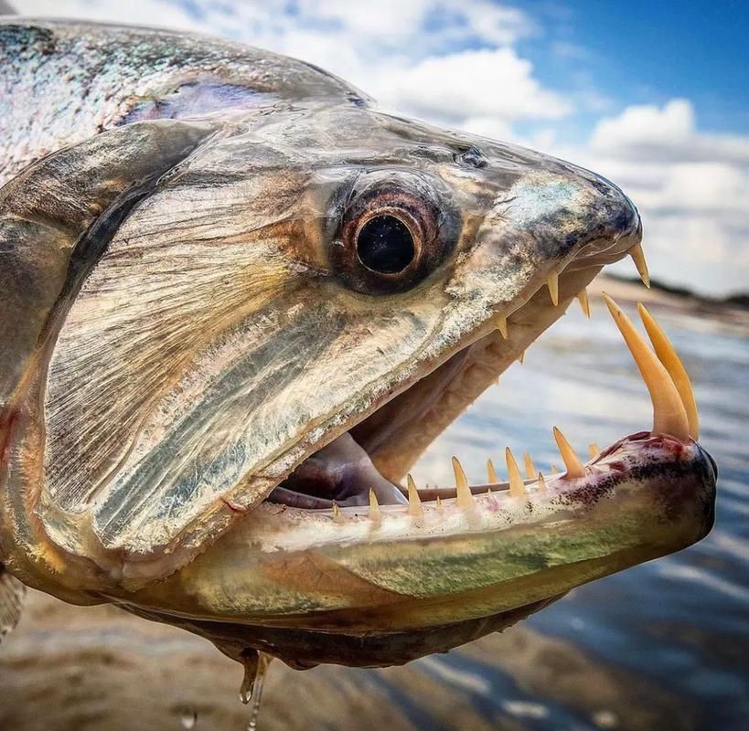 猛魚圖片，猛魚探秘：天生獵手，速戰速決的強者