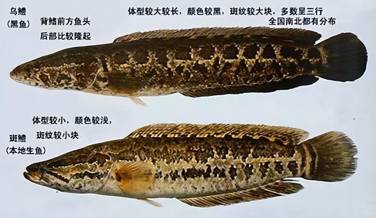 猛魚圖片，猛魚探秘：天生獵手，速戰速決的強者