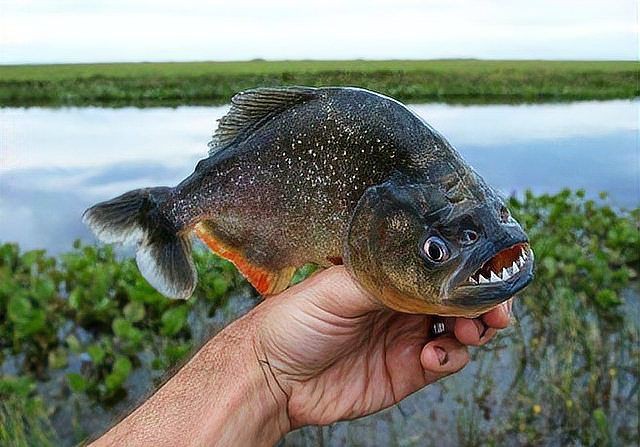 猛魚圖片，猛魚探秘：天生獵手，速戰速決的強者