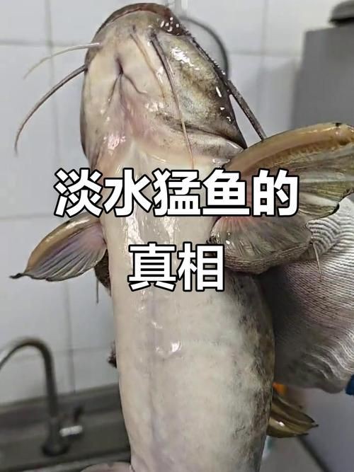 猛魚圖片，猛魚探秘：天生獵手，速戰速決的強者