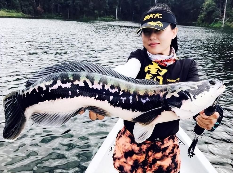 猛魚圖片，猛魚探秘：天生獵手，速戰速決的強者