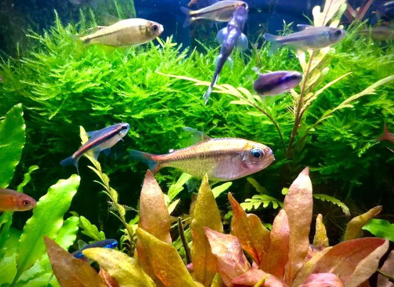 寧強水族店，寧強縣魚樂園水族店