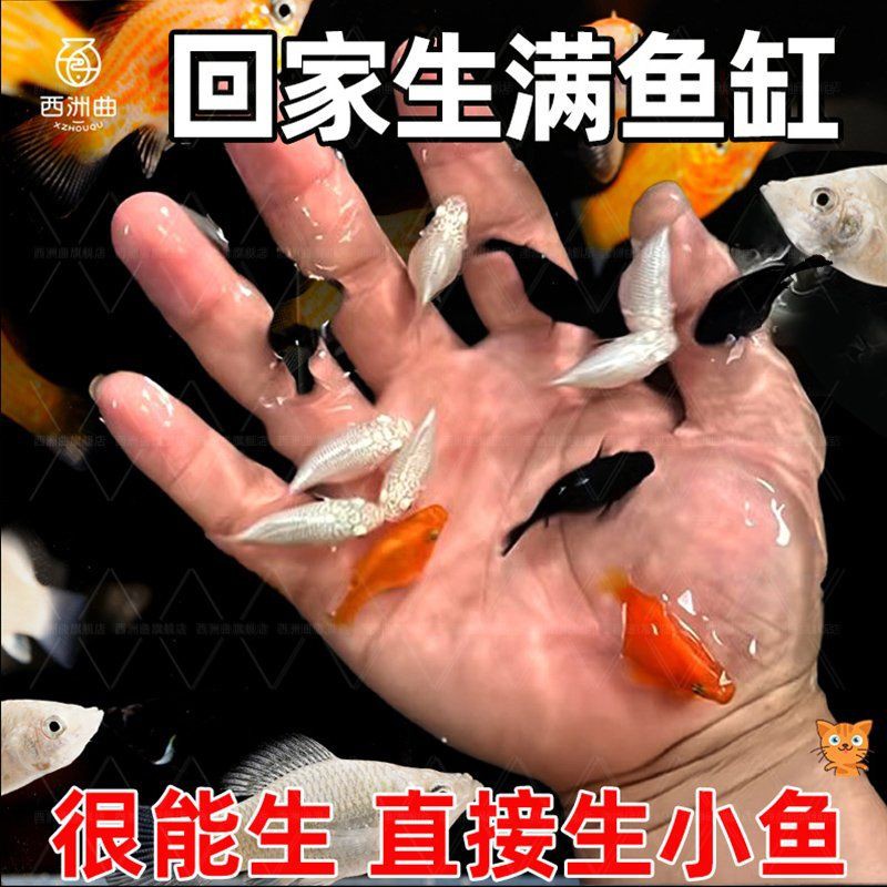 瑪麗球魚最建議買的顏色，瑪麗球魚的顏色選擇
