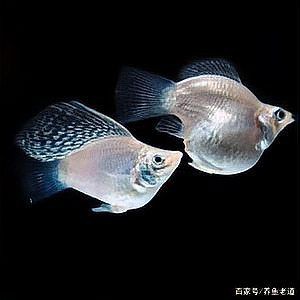 瑪麗球魚最建議買的顏色，瑪麗球魚的顏色選擇