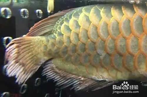 有沒有更簡單的龍魚爛鰭治療方法？，龍魚爛尾爛鰭怎么辦百度經驗銀龍魚爛尾爛鰭怎么辦百度經驗