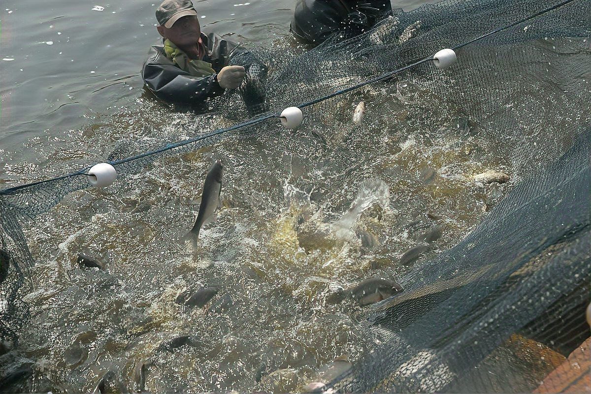 有沒有更簡單的龍魚爛鰭治療方法？，龍魚爛尾爛鰭怎么辦百度經驗銀龍魚爛尾爛鰭怎么辦百度經驗
