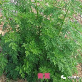 有哪些中草藥可以治療魚虱？，14種中草藥在水產上的應用里面一定有您不清楚的！