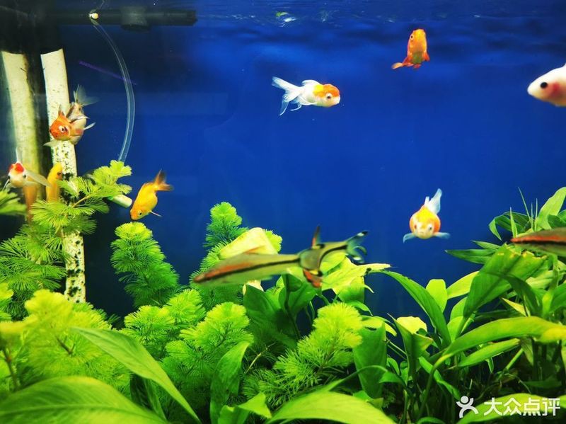 深圳龍華最大觀賞魚批發(fā)市場地址，深圳龍華區(qū)的觀賞魚市場