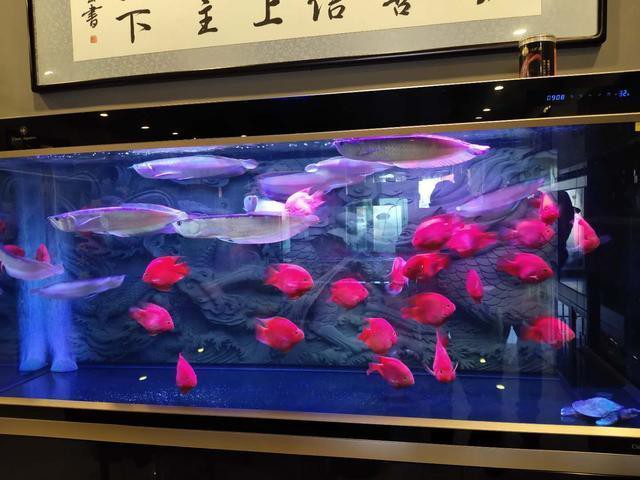 深圳龍華最大觀賞魚批發(fā)市場地址，深圳龍華區(qū)的觀賞魚市場