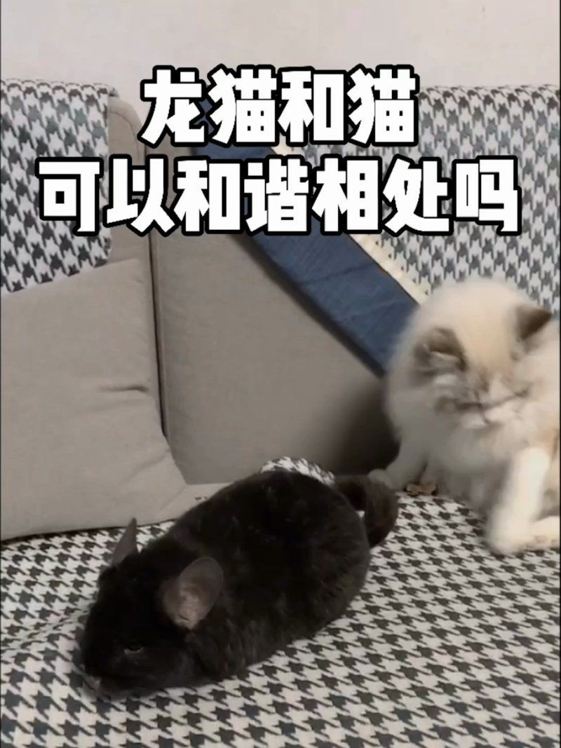貓跟龍貓能放一起養嗎，貓跟龍貓能否放在一起養