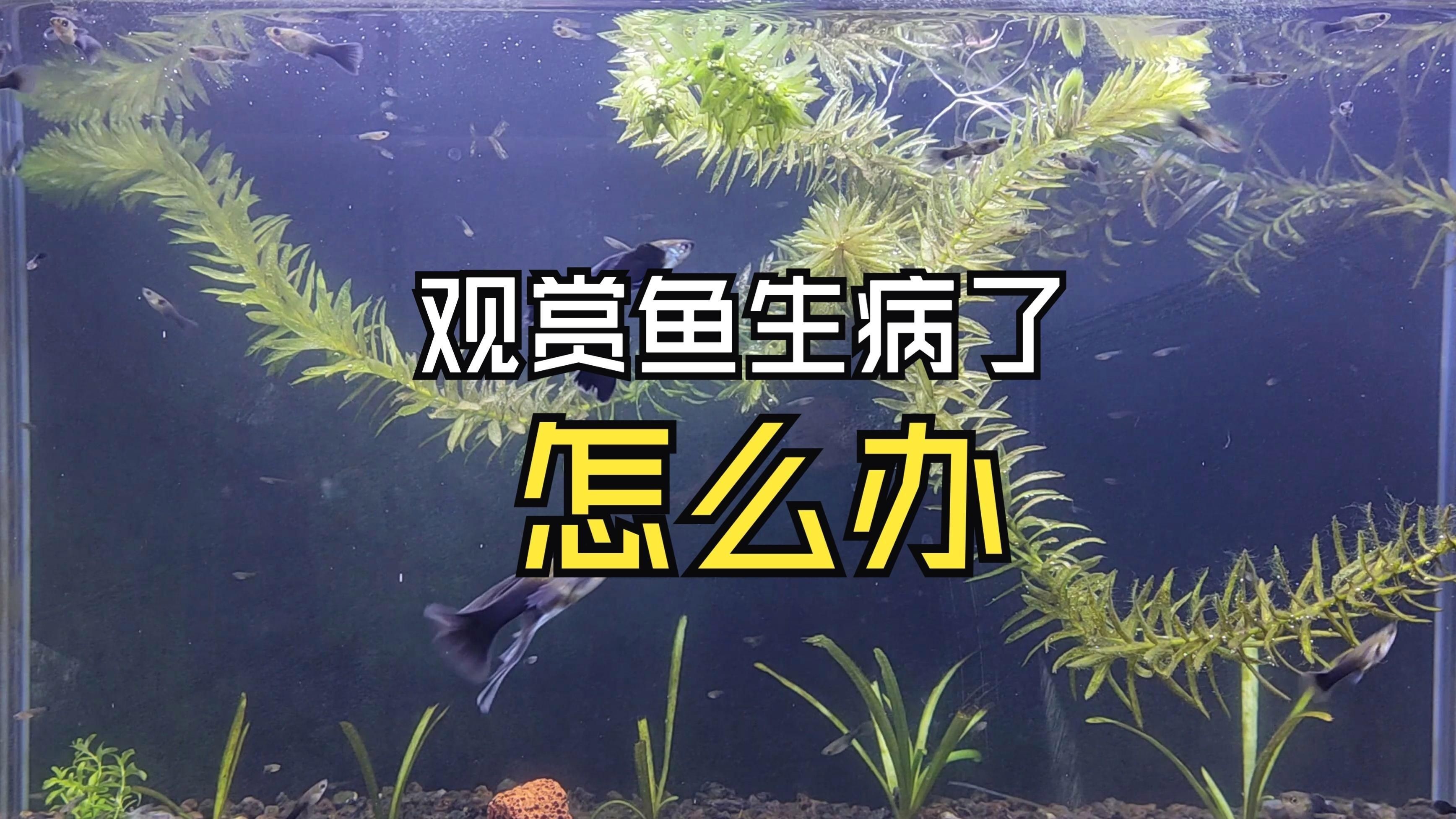 有哪些有效的魚病治療藥物？，養觀賞魚必備的八種魚藥