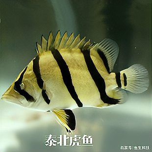 什么品種虎魚比較貴，泰國(guó)虎魚中價(jià)格較高的品種是泰國(guó)虎魚中價(jià)格較高的品種
