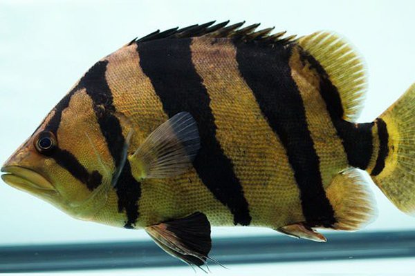 什么品種虎魚比較貴，泰國(guó)虎魚中價(jià)格較高的品種是泰國(guó)虎魚中價(jià)格較高的品種