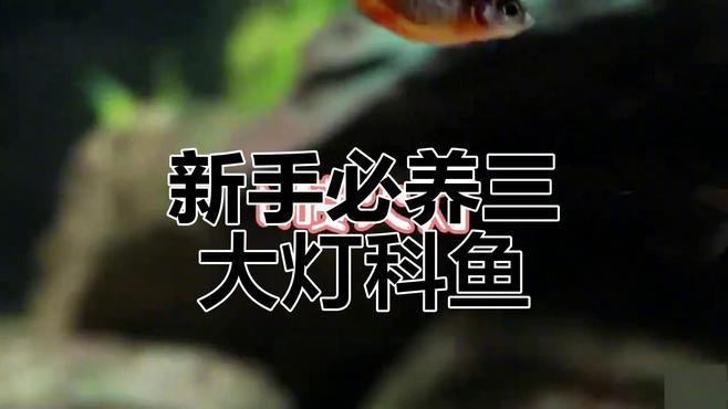 燈科魚最建議買的三個品種，養(yǎng)燈科魚的注意事項