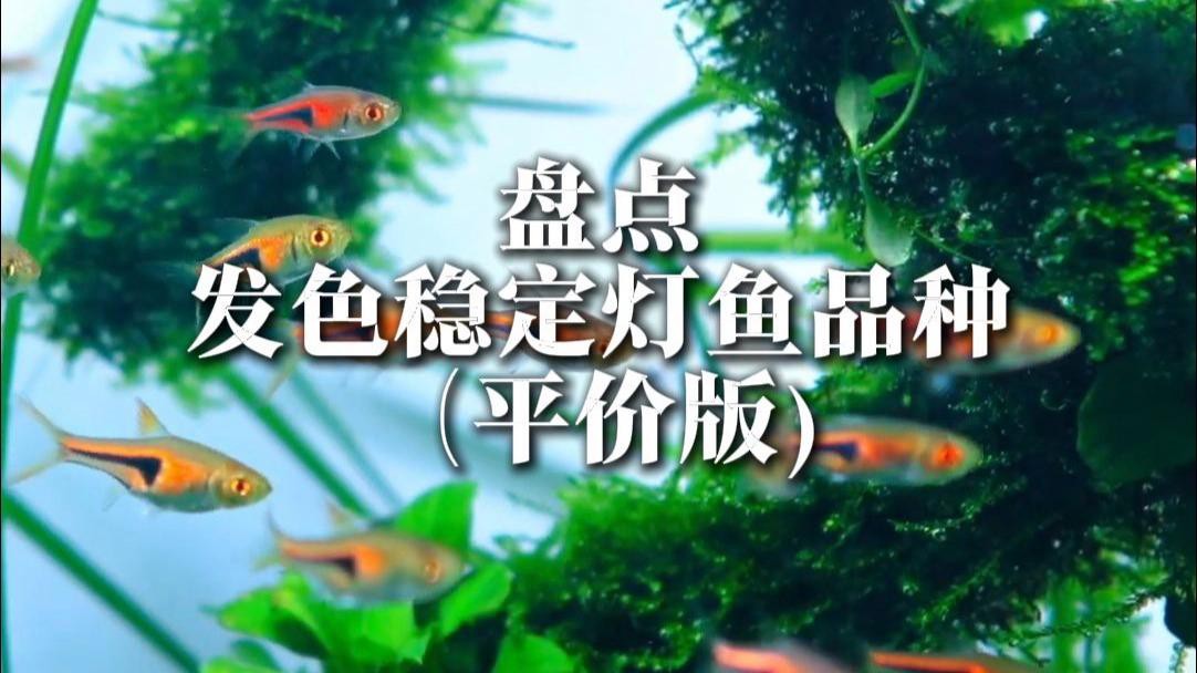 燈科魚最建議買的三個品種，養(yǎng)燈科魚的注意事項