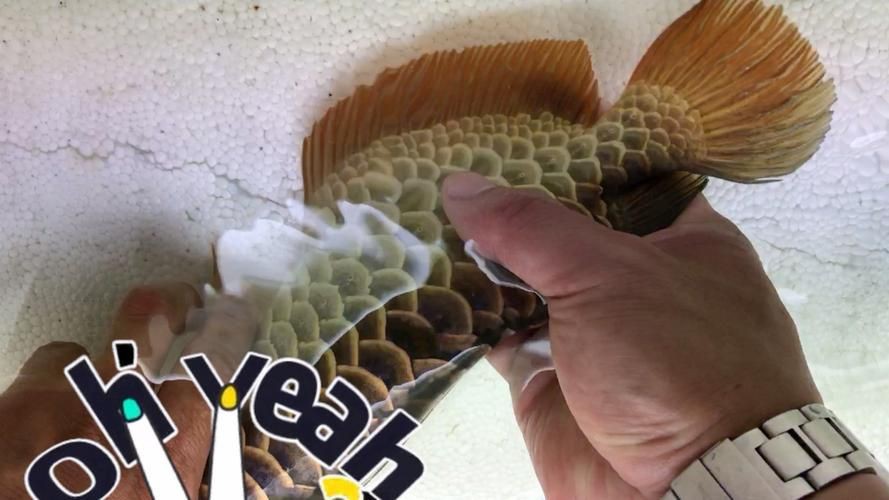 武吉美拉過背金龍照片，吉吉美拉過背金龍