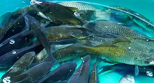 一個魚塘可以養幾種魚，魚塘養殖技術——混養