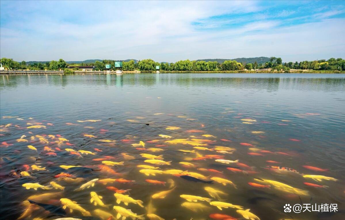一個魚塘可以養幾種魚，魚塘養殖技術——混養