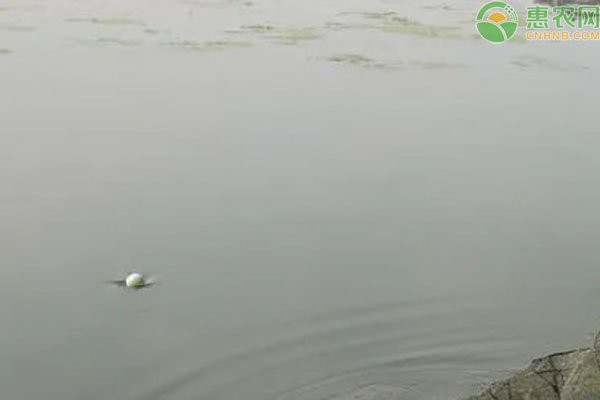一個魚塘可以養幾種魚，魚塘養殖技術——混養