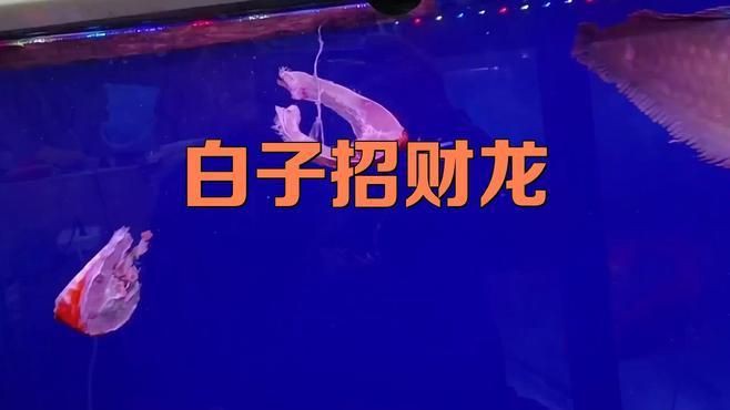 白子招財龍魚好養嗎，白子招財龍魚好養嗎白子招財龍魚飼養條件詳解