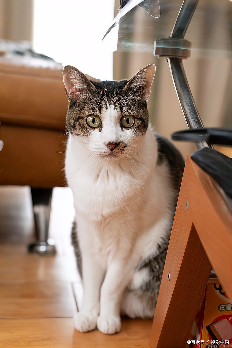 什么魚適合貓吃又便宜，貓咪吃什么魚合適