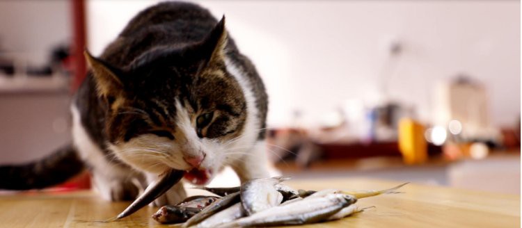 什么魚適合貓吃又便宜，貓咪吃什么魚合適